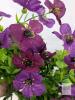 New 2pc Homsunny Artificial Hanging Flowers, Purple, 15" Tall With 16" Long Hanging Portion l, X004VTZN1D - 4
