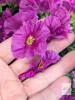 New PJYHome 12-Bundle Artificial Flowers, Plastic Waterproof Stems, For Inside Outside Decoration, Purple X004RQ7WRD - 3