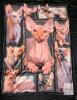 New Sphynx Lovers' Blanket, Hairless Canadian Cat Breed Fanciers Gift, Soft, Warm, Cozy Minky Fleece Blanket for Couch, Sofa & Bed (And For Keeping One's Own Skinfant Cat) 50"x40" - 2