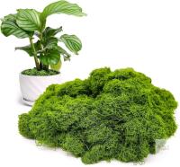 New Aspamms Fake Green Moss for Potted Plants Indoor, 5.3oz Artificial Moss for Crafts, Faux Moss Decor for Fairy Garden, DIY Decorative, Model Making, Walls, Glass Containers, Home