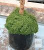 New 5ft Faux Olive Tree, Comes Assembled - 2