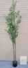 New Double-Branch Faux Black Olive Tree w/Pot . Measures 7ft. Tall