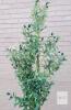 New Double-Branch Faux Black Olive Tree w/Pot . Measures 7ft. Tall - 2