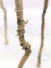 Antique Early 1920s Handmade Glass Beaded Flowers, 4 String-Wrapped Stems - 3