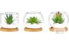 Mkono Artificial Succulent Terrarium Set - 3 Glass Bowls, Bamboo Trays, Decorative Stones, Tabletop D&eacute;cor new