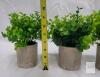 Set of 3 Artificial Potted Plants &ndash; Concrete Pots, Mixed Faux Greenery, 6&ndash;9" Tall, Indoor Decor - 2