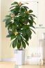 5ft Artificial Potted Loquat Tree, Silk Leaves, White Planter, Indoor Decorative Fruit Plant - 2