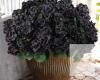 NEW 6-Pc Black Artificial Geranium Flower Bundles, Faux Silk Indoor/Outdoor D&eacute;cor - 2