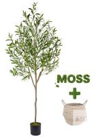 NEW Warmplants 6ft Artificial Olive Tree with Pot, Faux Moss, and Woven Basket Indoor Decor
