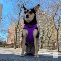 New Size XL Voyager Step-in Lock Pet Harness - All Weather Mesh, Adjustable Step in Harness for Cats and Dogs by Best Pet Supplies