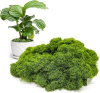 New Aspamms Fake Green Moss for Potted Plants Indoor, 5.3oz Artificial Moss