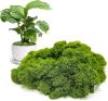 New Aspamms Fake Green Moss for Potted Plants Indoor, 5.3oz Artificial Moss