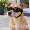 New Goggles for small Dogs