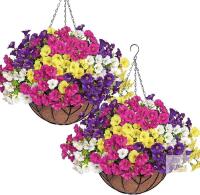 NEW 2 Artificial Hanging Morning Glory Flower Baskets, Faux Silk, 12" Metal/Coco Liner, Multi-Color
