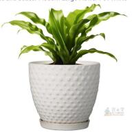 NEW G EPGardening 8" White Ceramic Plant Pot with Saucer, Drainage Hole, Weather Resistant, Indoor/Outdoor- NO PLANT