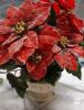 Frosted Red Poinsettia Arrangement in Cream Pedestal Urn - 2